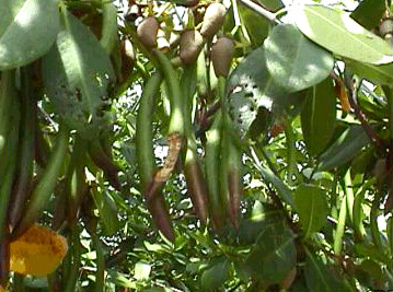 Rhizophora mangle seeds